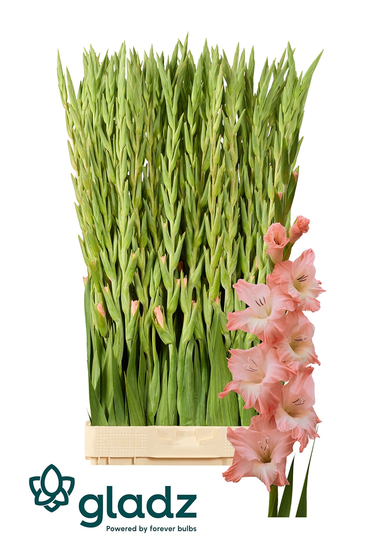 Гладиолус Карма 115, шт.