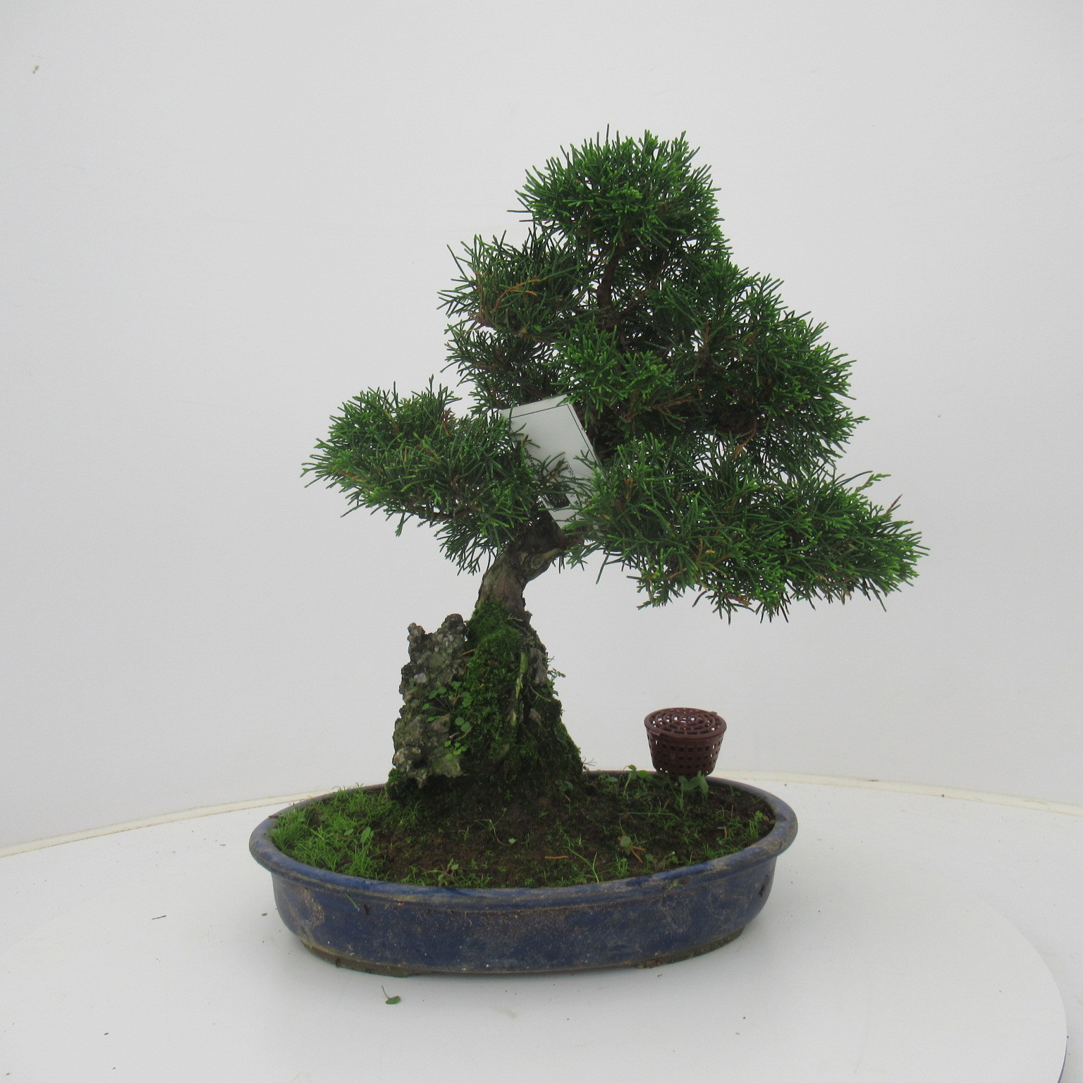 Juniperus chinensis, 28 cm., height 50 cm. (single item), D 28 cm