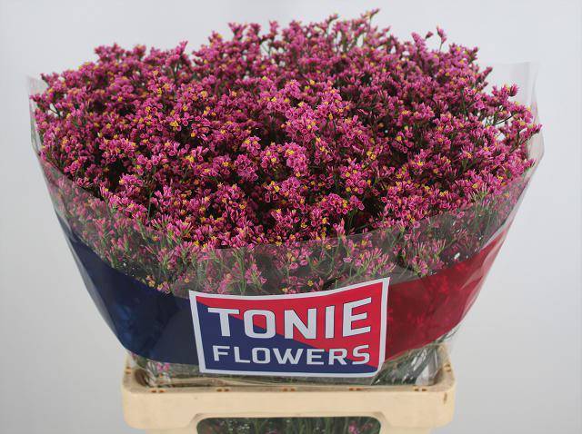 Лимониум Принцесс Даймонд 65, шт.