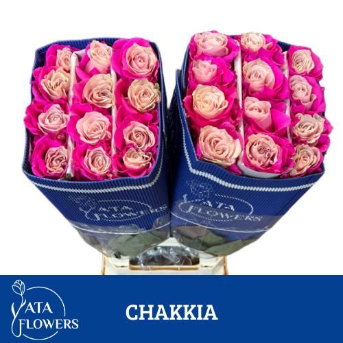 Роза од. Овериг Крашеная (краш. ) 70, шт.