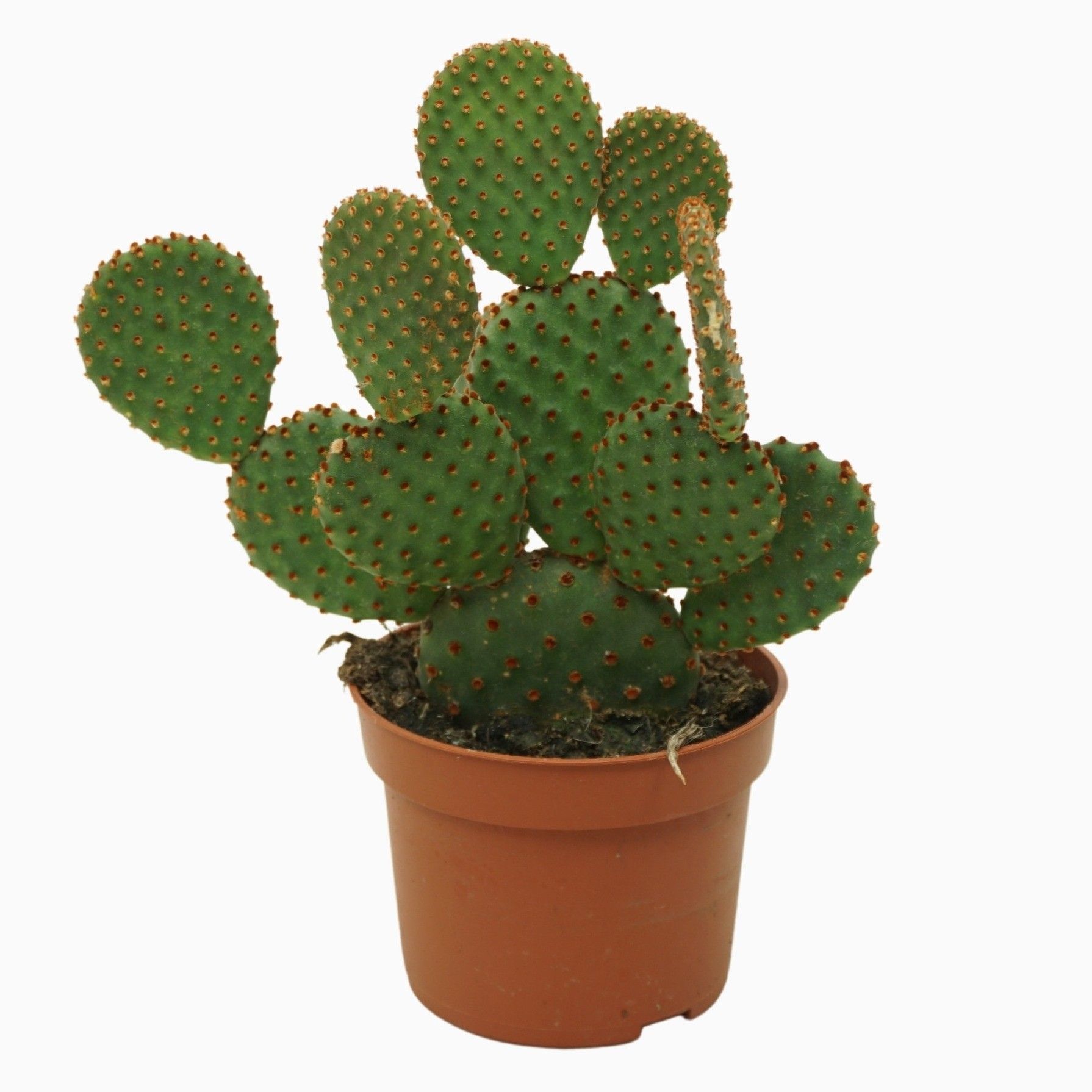 Opuntia microdasys rufida 10,5 cm, D 10,5 cm