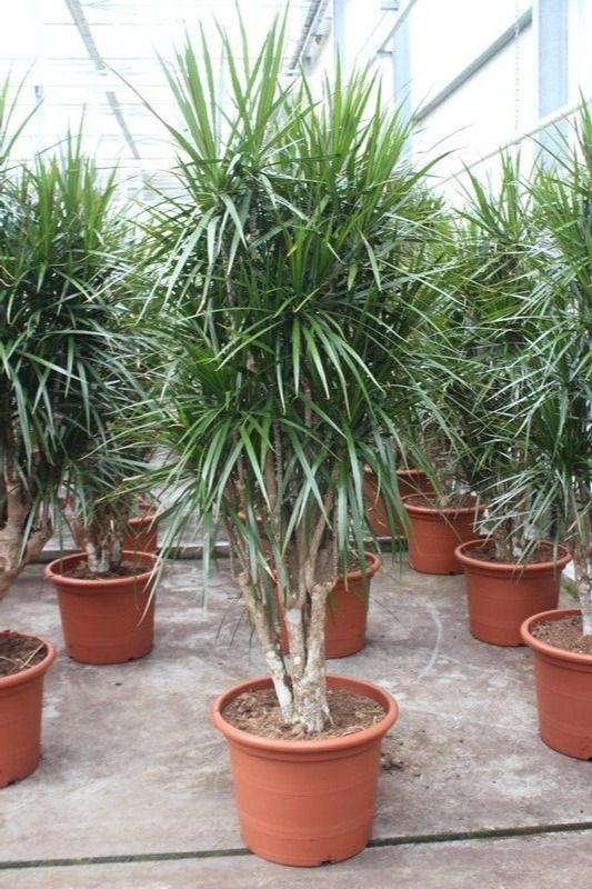 Dracaena marginata, D 50