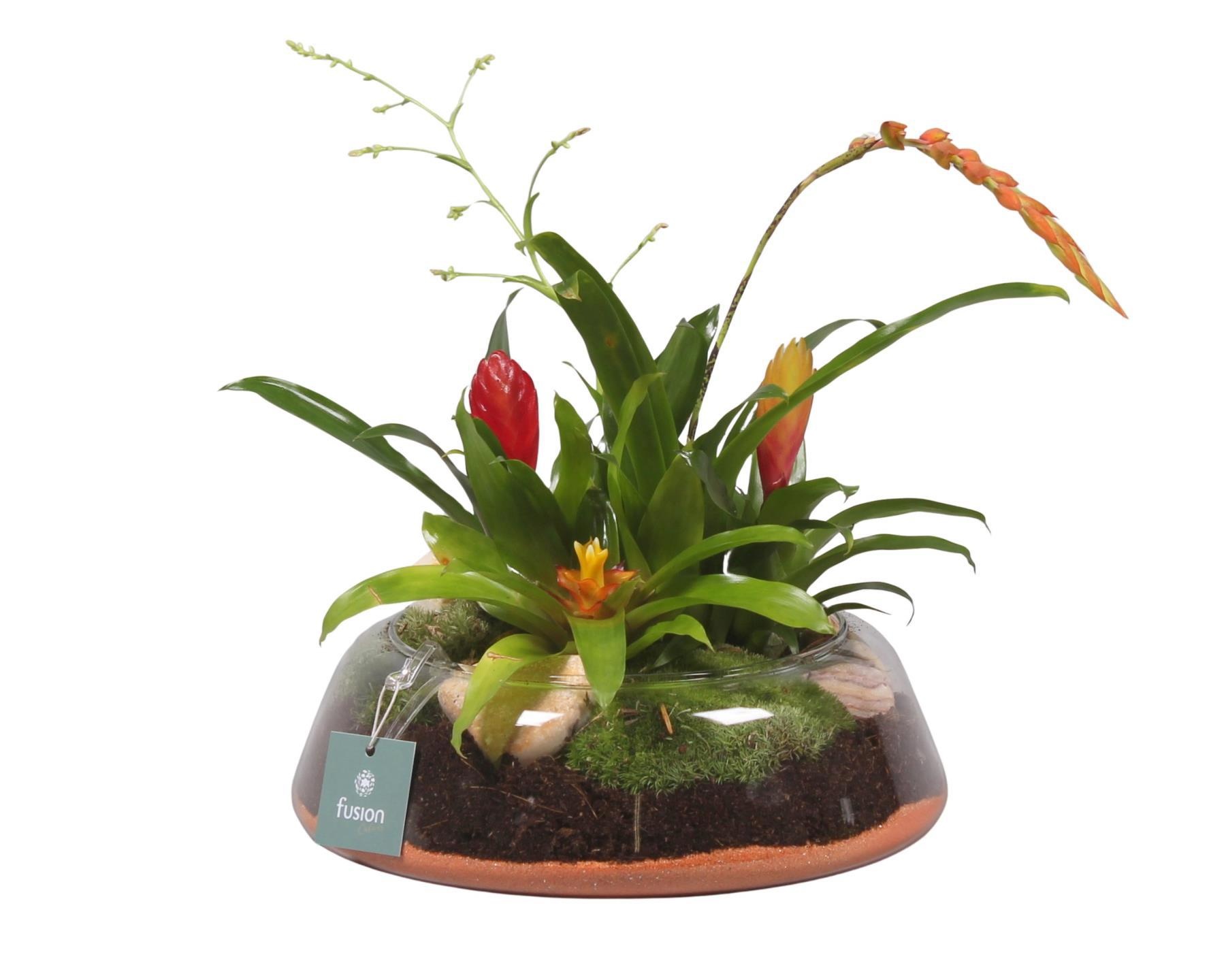 Glazen schaal rond laag groot met, D 24