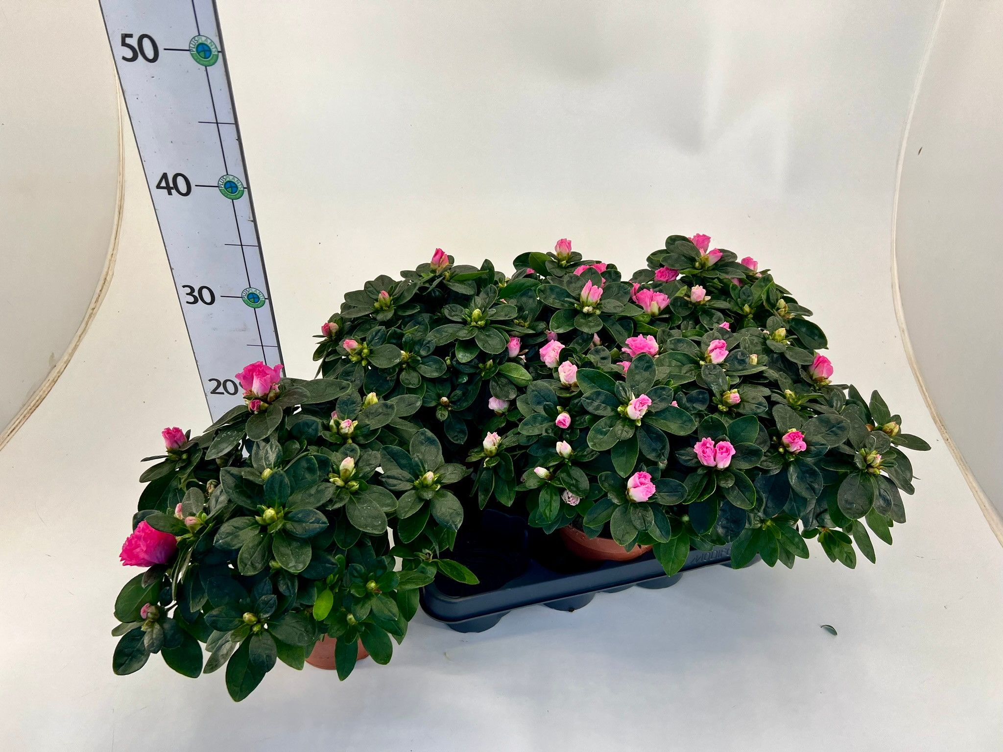 Rhododendron simsii T12 ⌀17 pink, D 12 cm