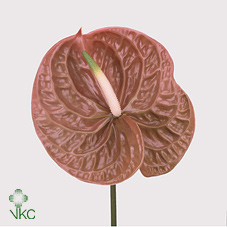 Антуриум Терра (корич.) x12, шт.