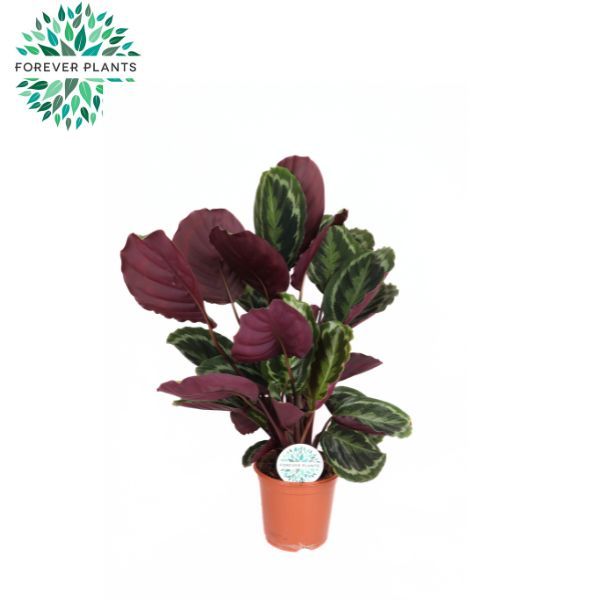 Calathea Medallion p21, D 21