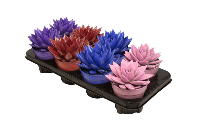 Miranda coloured winter mix, D 12