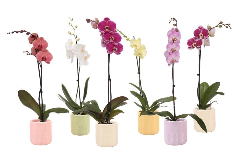 Dolomite p12 Morgan cozy mix Phal mix 1T9+, D 12 cm