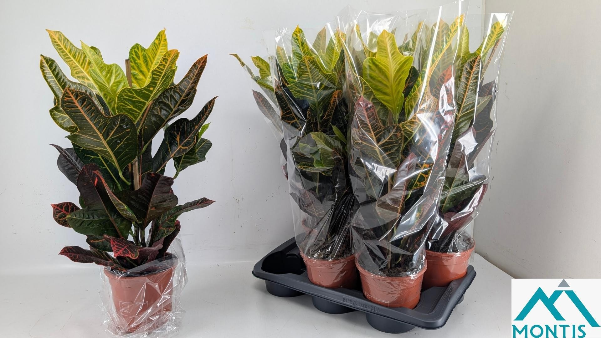 Codiaeum variegatum 'Excellent' 17 cm, D 17