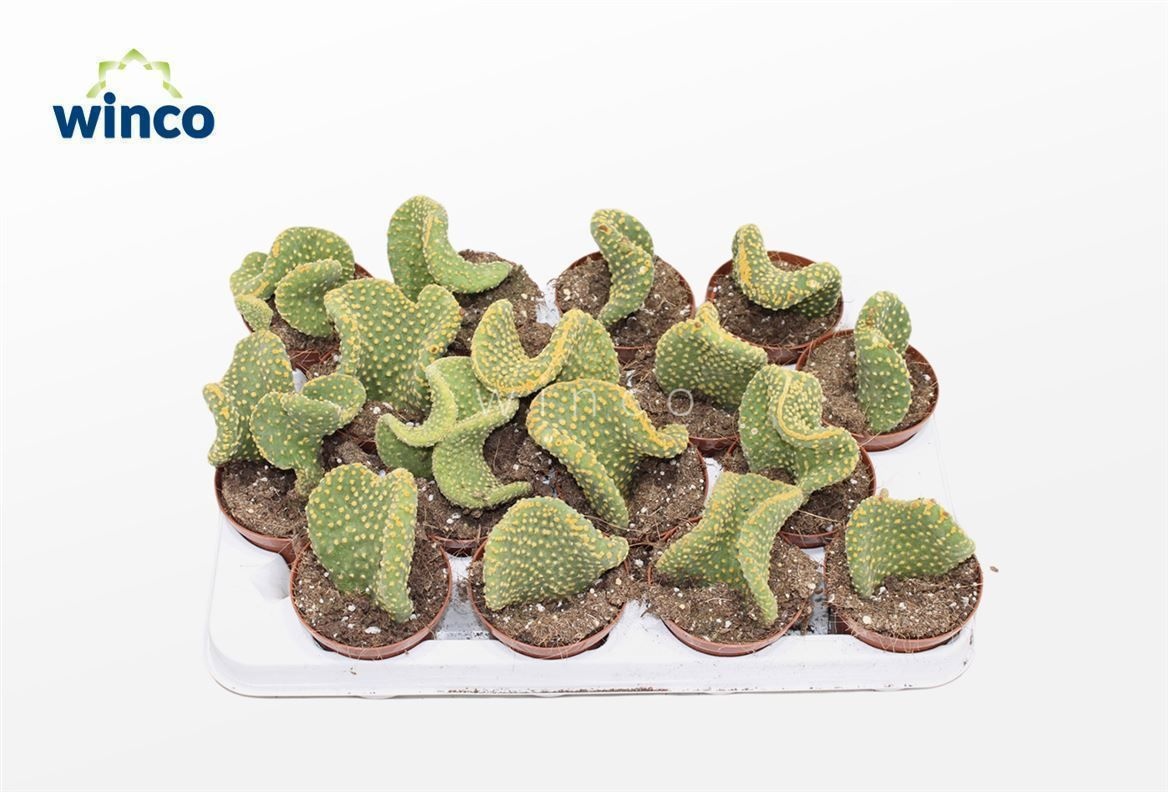 Opuntia Microdasis Palida Cristata, D 8,5