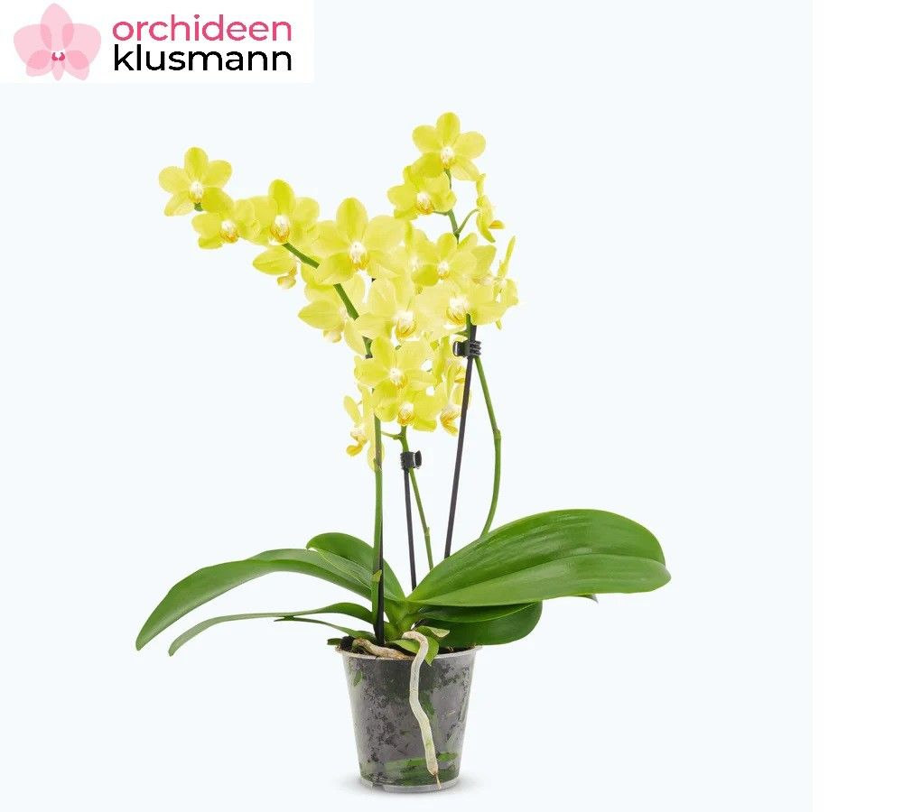 Phal. 2 tak 'La Paz' 9 cm Topf 'Table Dance', D 9