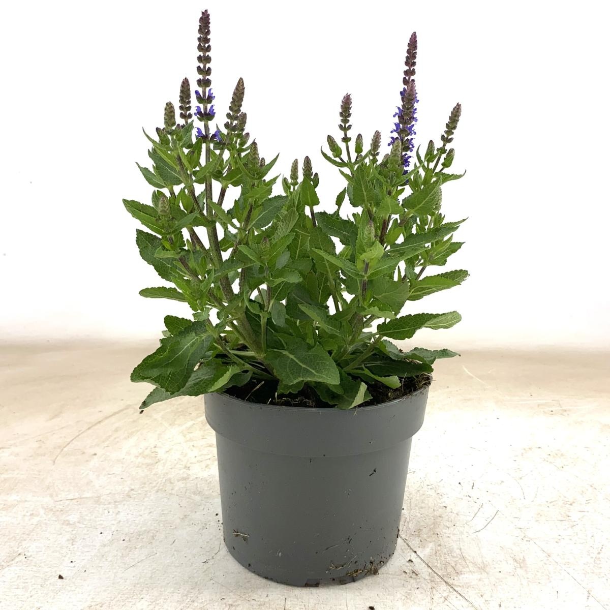 Salvia nem. 'Rianne', D 17