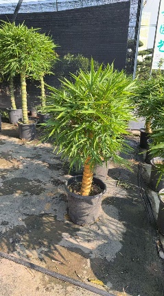 Драцена сандериана Голден Буддха Беллй Бамбук 40 100