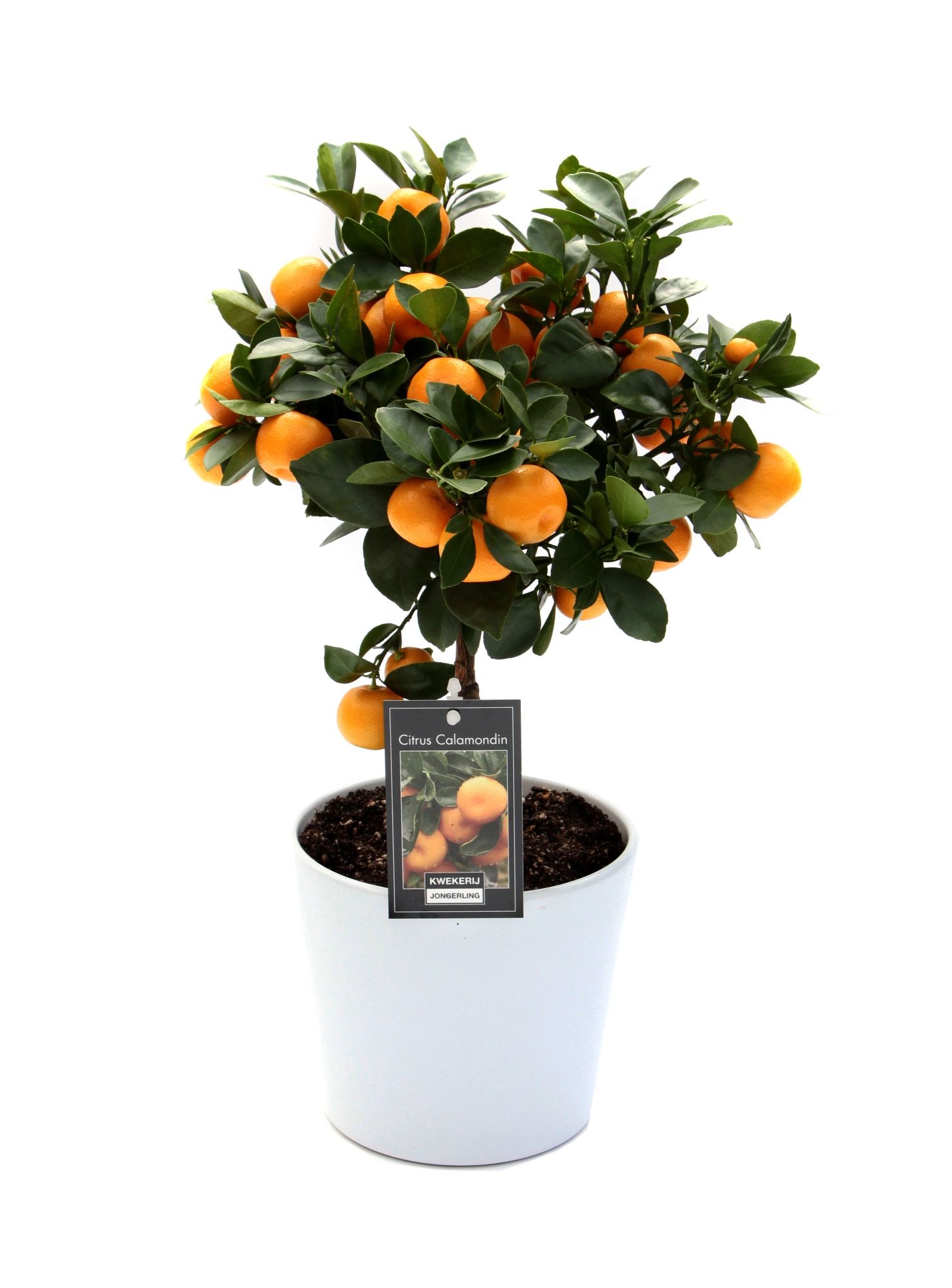Calamondin in Keramiek Roma, D 16