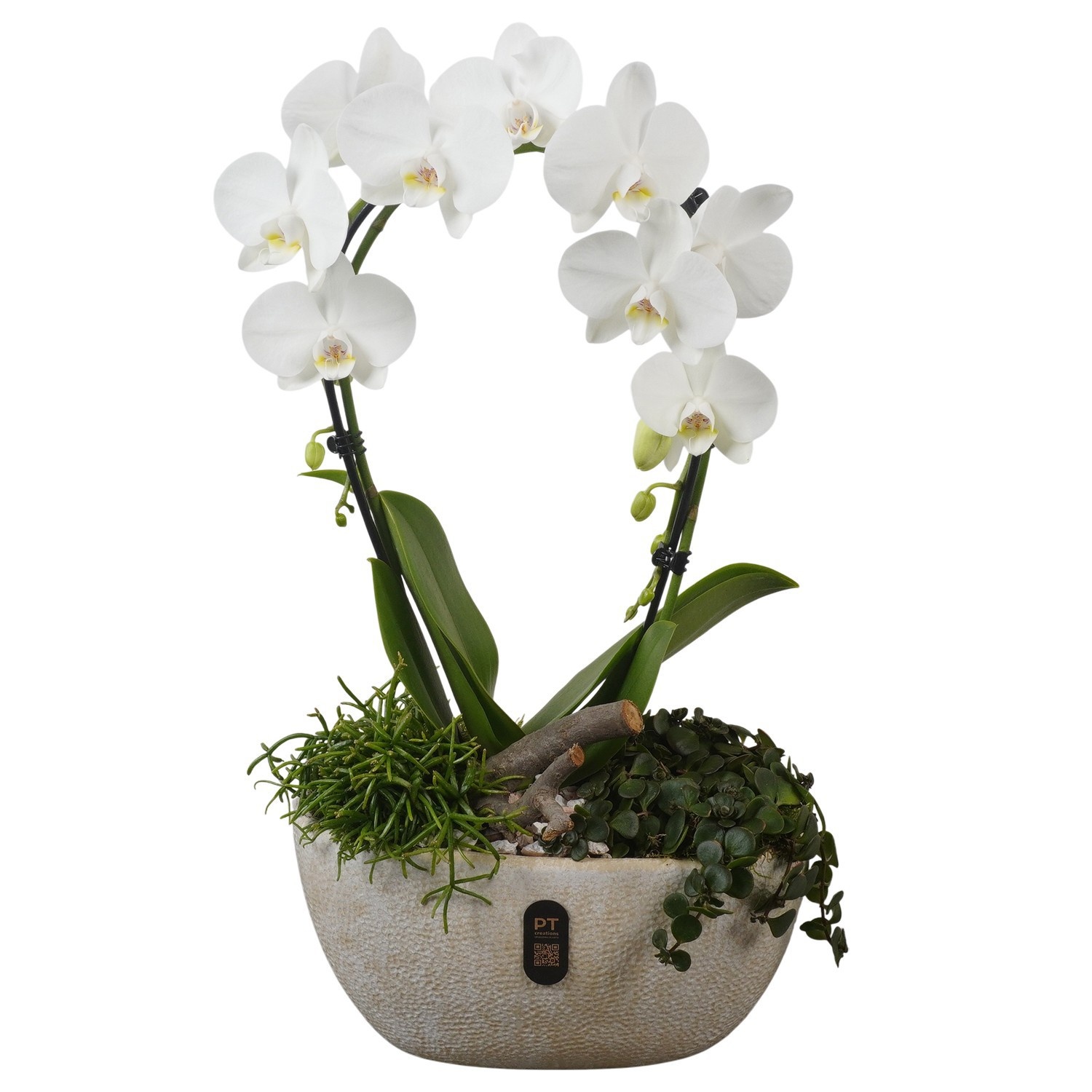 PTIB5340 Arrangement Indoor in keramiek pot ovaal, D 28