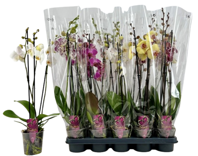 PHAL 3T MIX 18+ 55-65, D 12