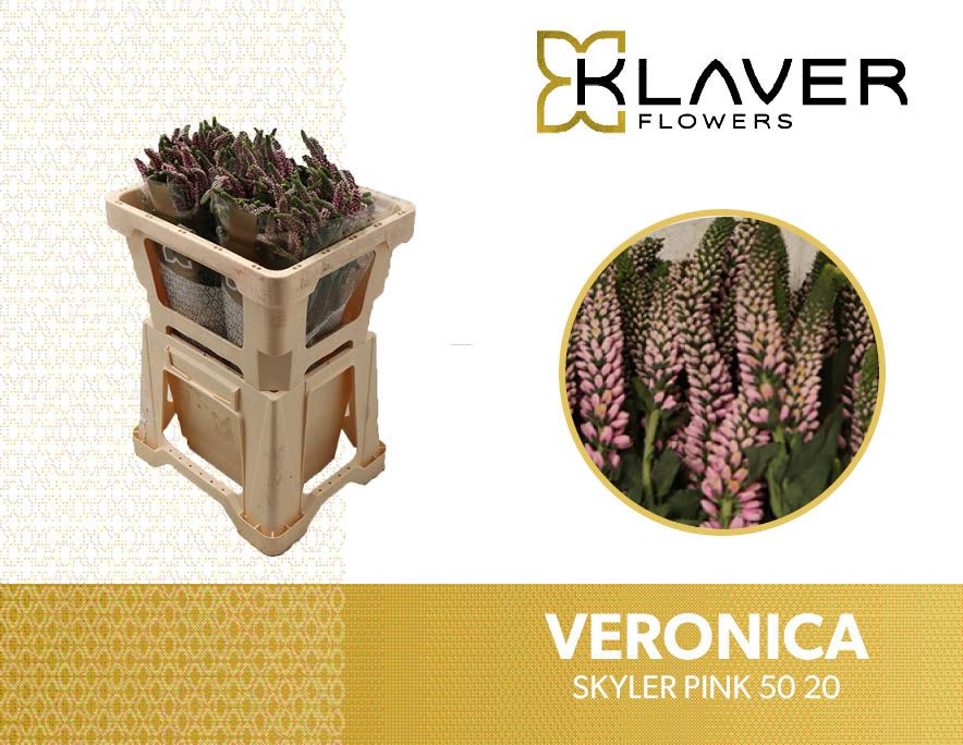 Вероника Скайлер Пинк 50, шт.