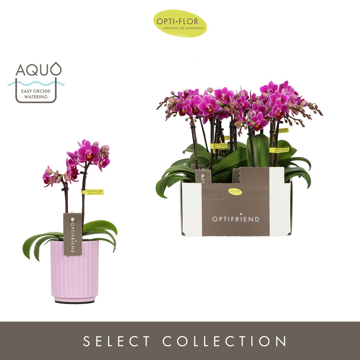 Optifriend Fay 2 spike in Molise Lilac Aquo, D 7 cm