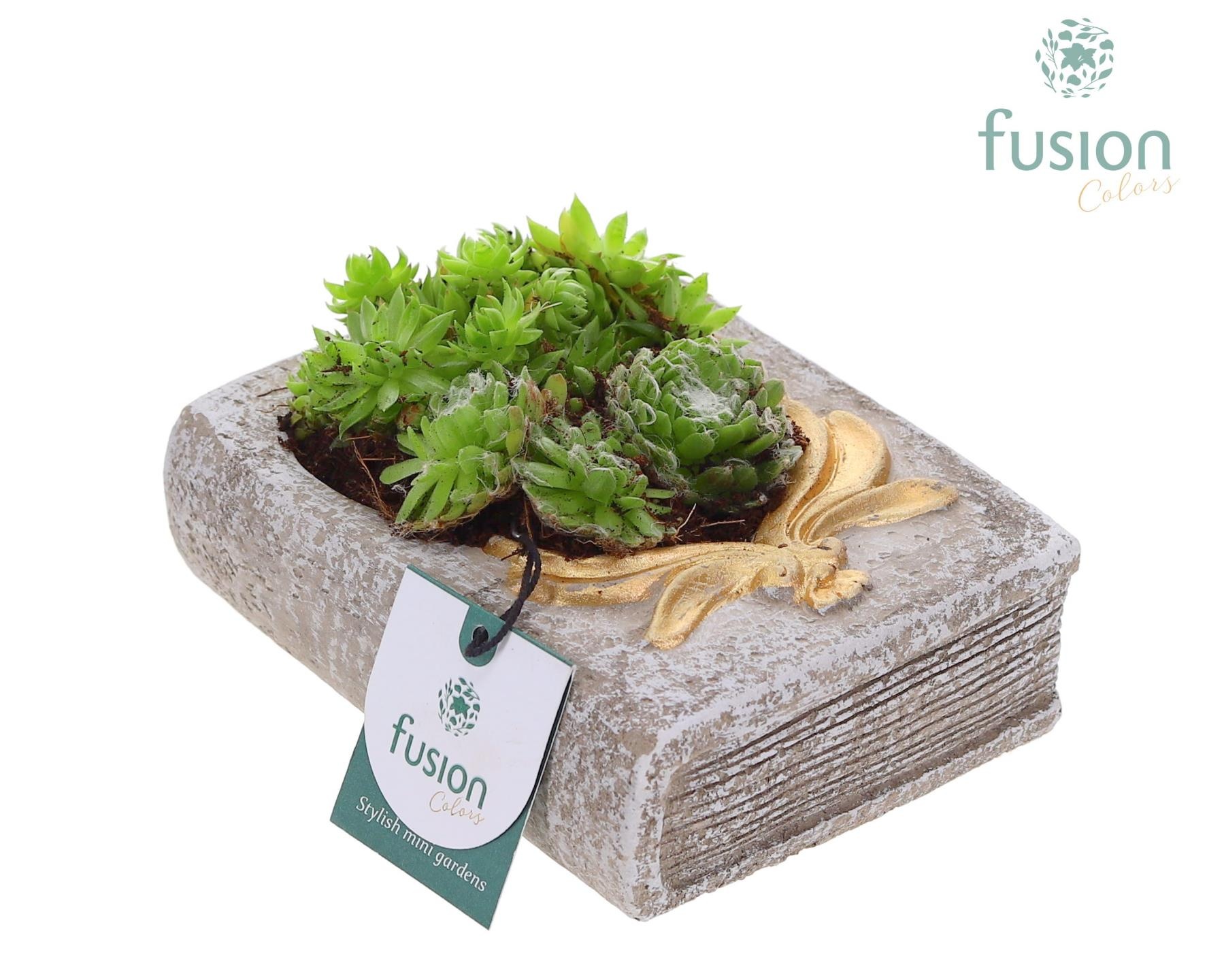 Allerheiligen Boek met Sempervivum, D 15 cm