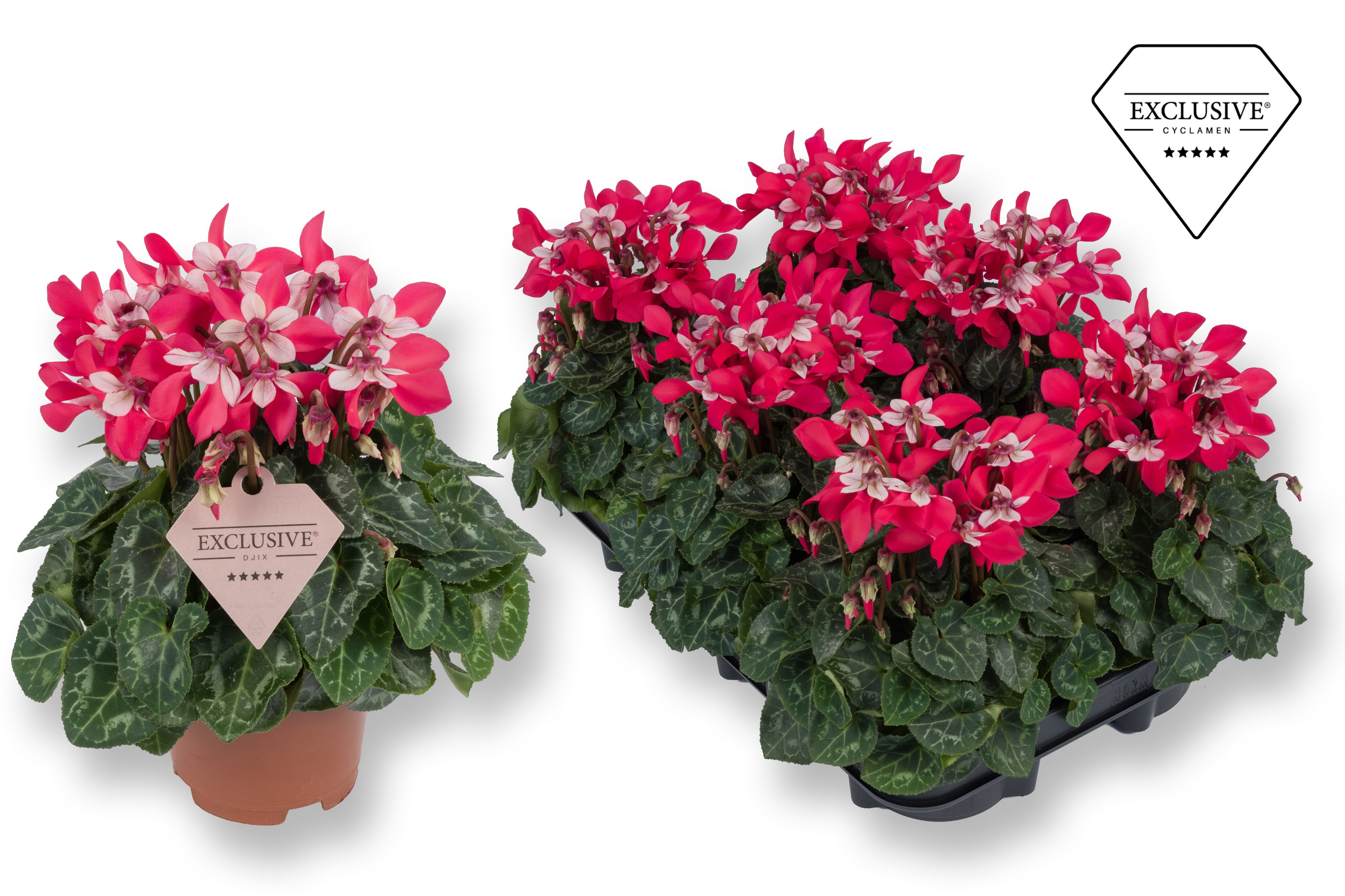 Cyclamen Exclusive® Djix Rood, D 10,5