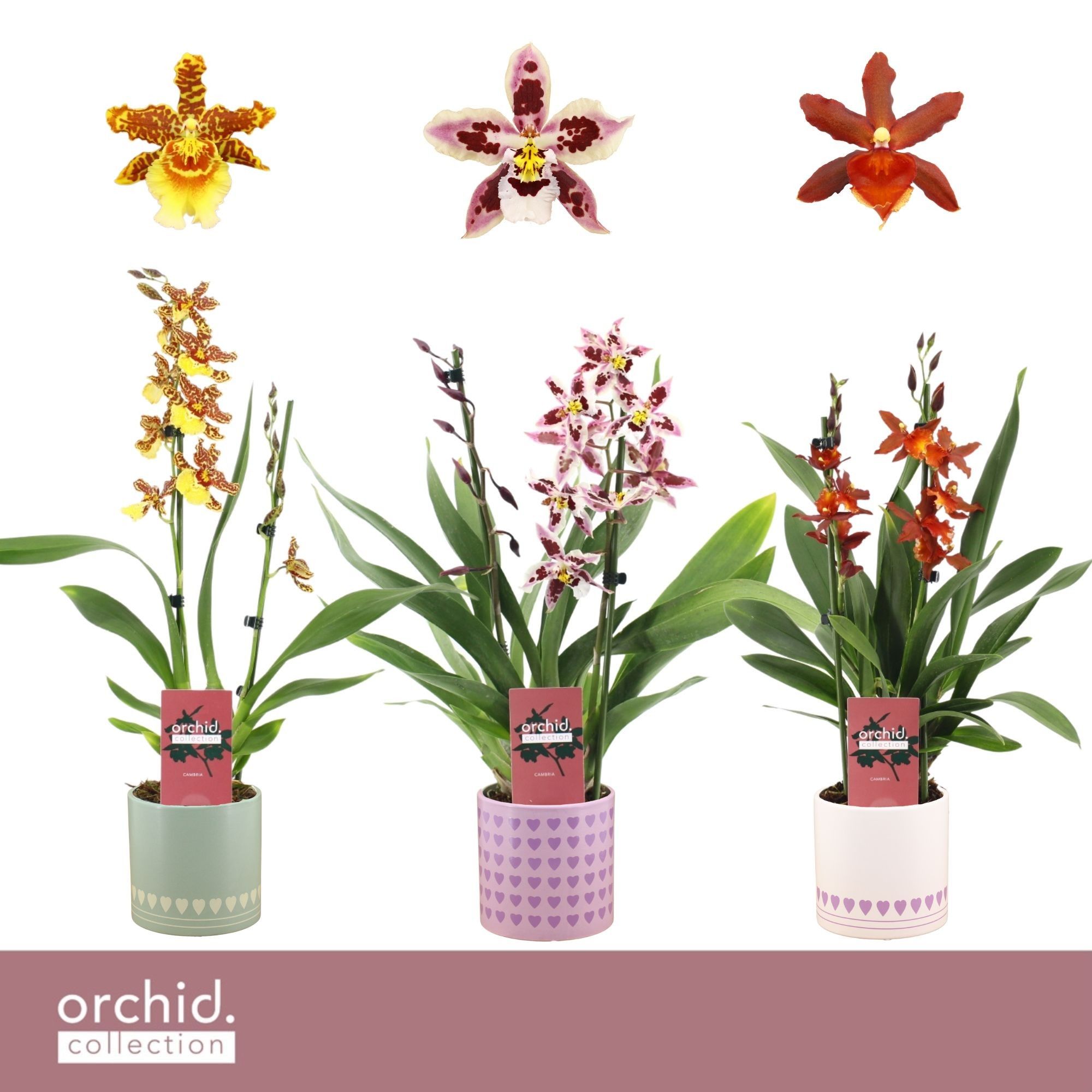 Cambria, Mix 2-spike in Horizon Love 'Orchid Collection', D 12