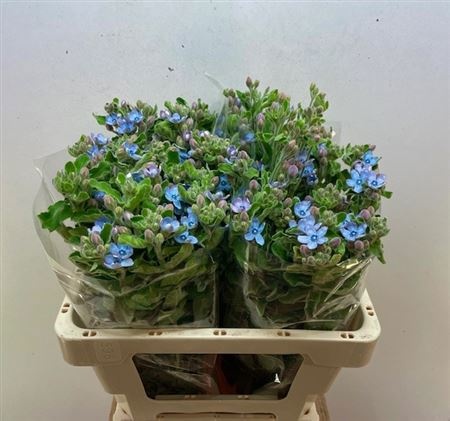 Оксипеталум Таниока Пьюр Блю 50 (голуб.), шт.