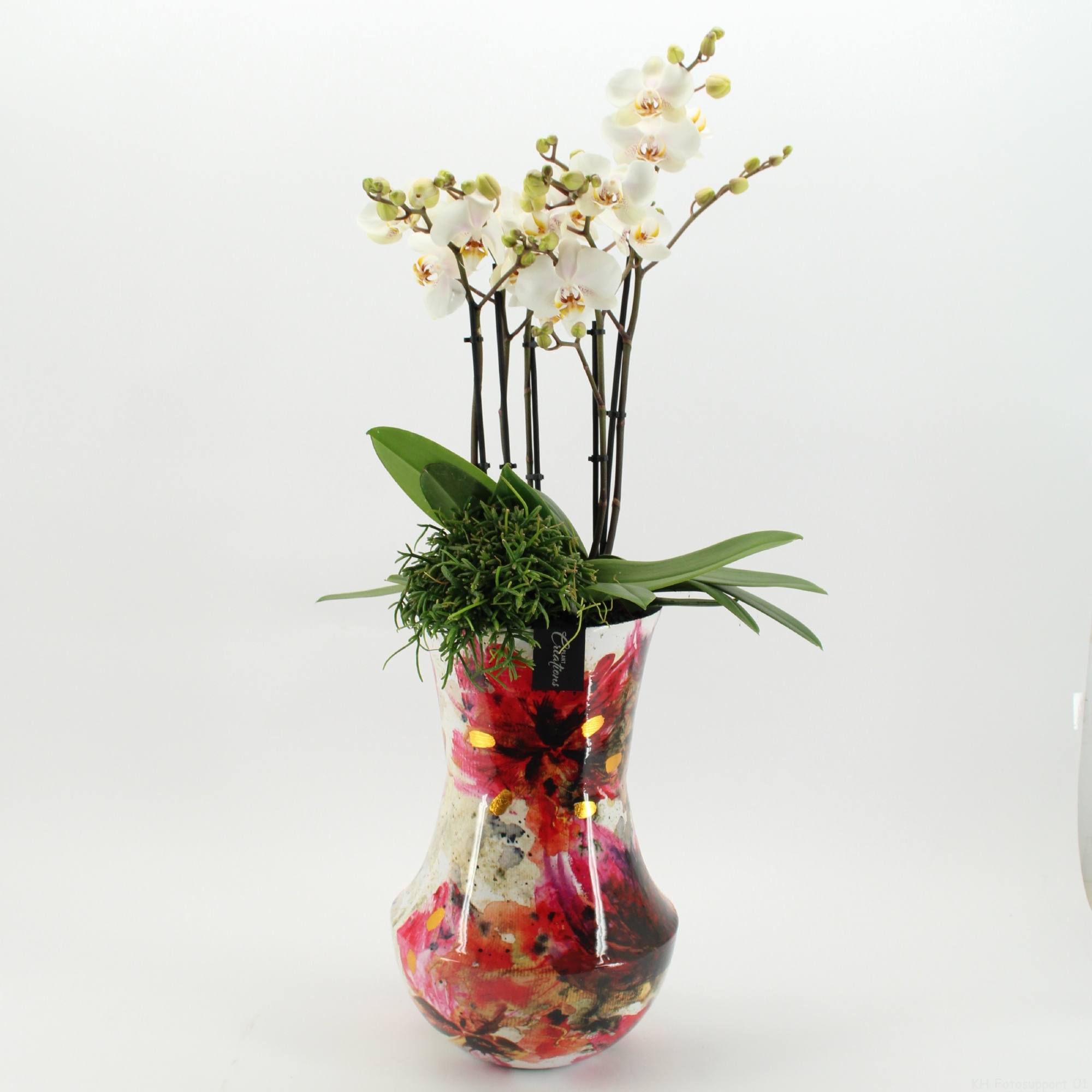 LICR-2607W Limited Edition Phalaenopsis, D 27