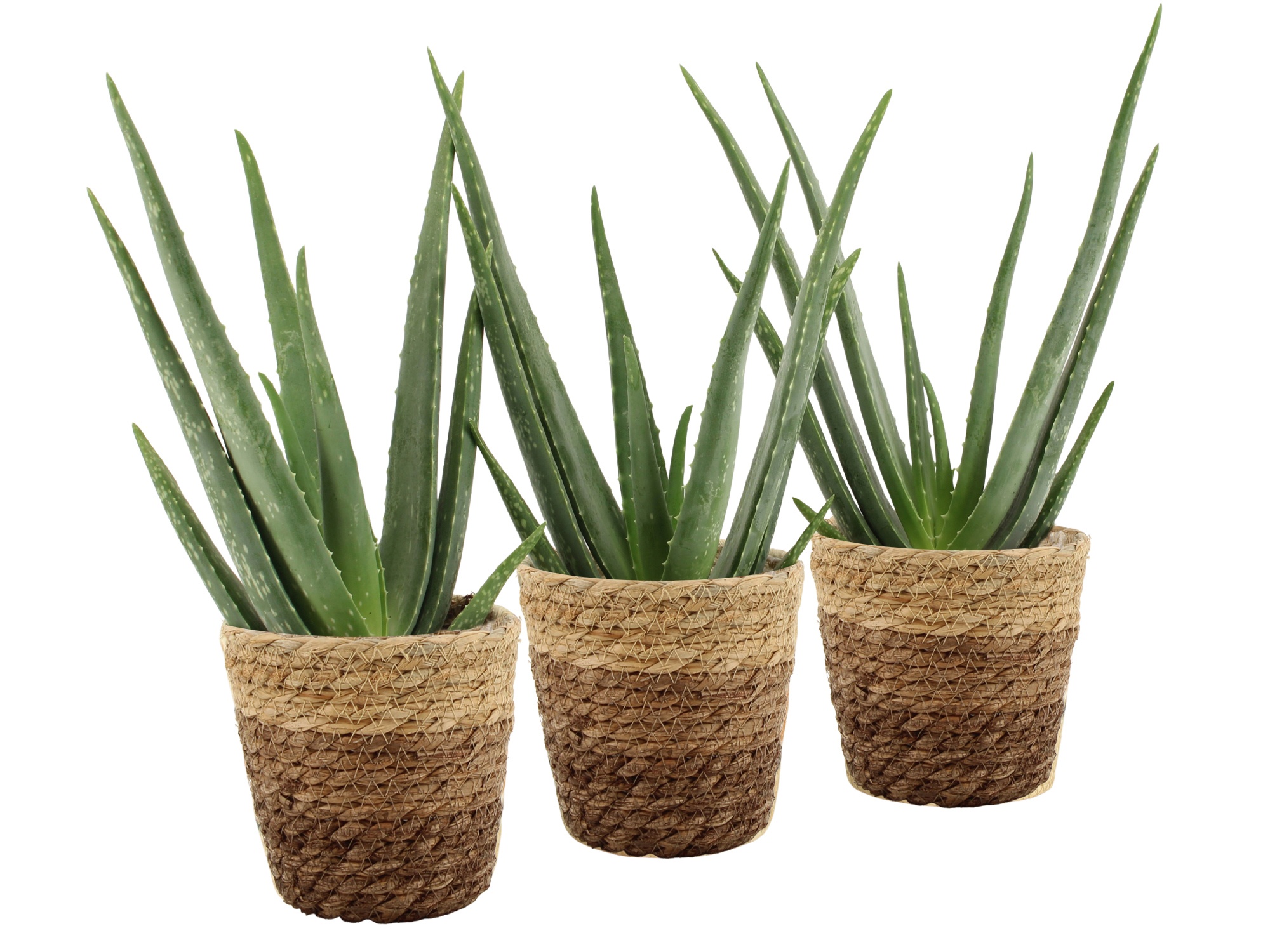 7504473: Solutionss Recreate, D 12