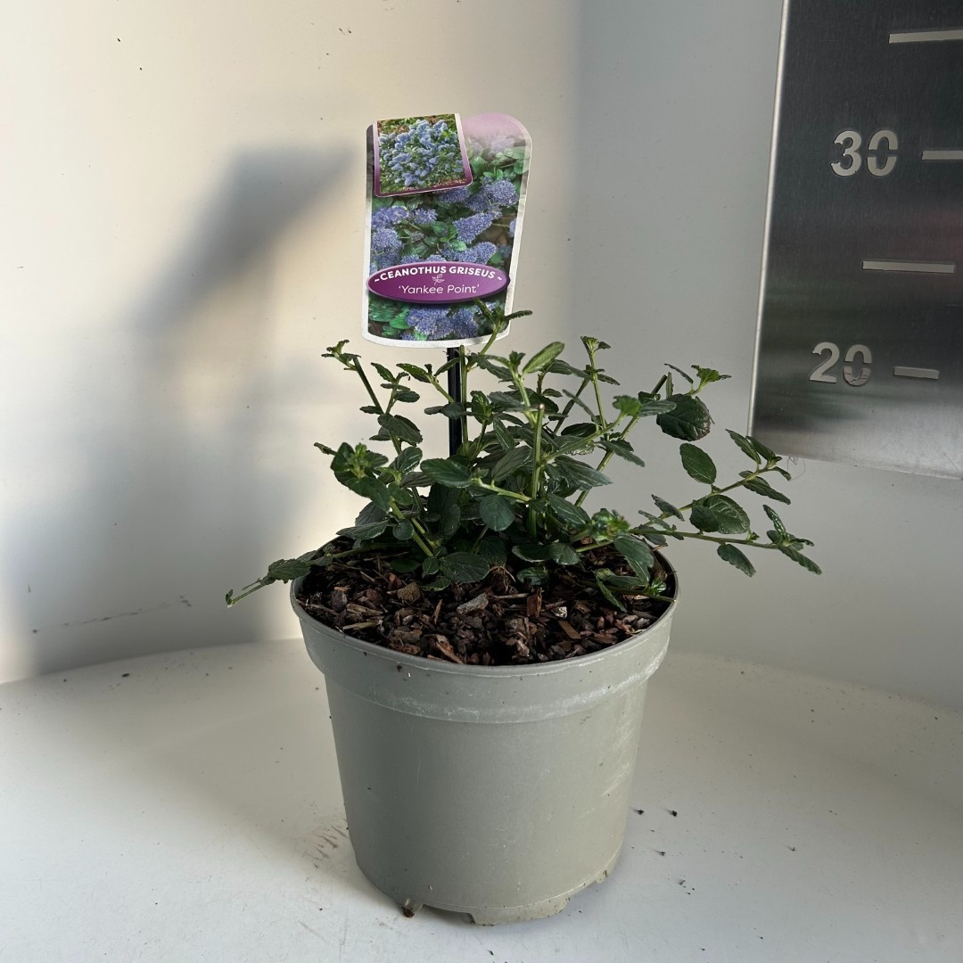 Ceanothus Yankee Point, D 17