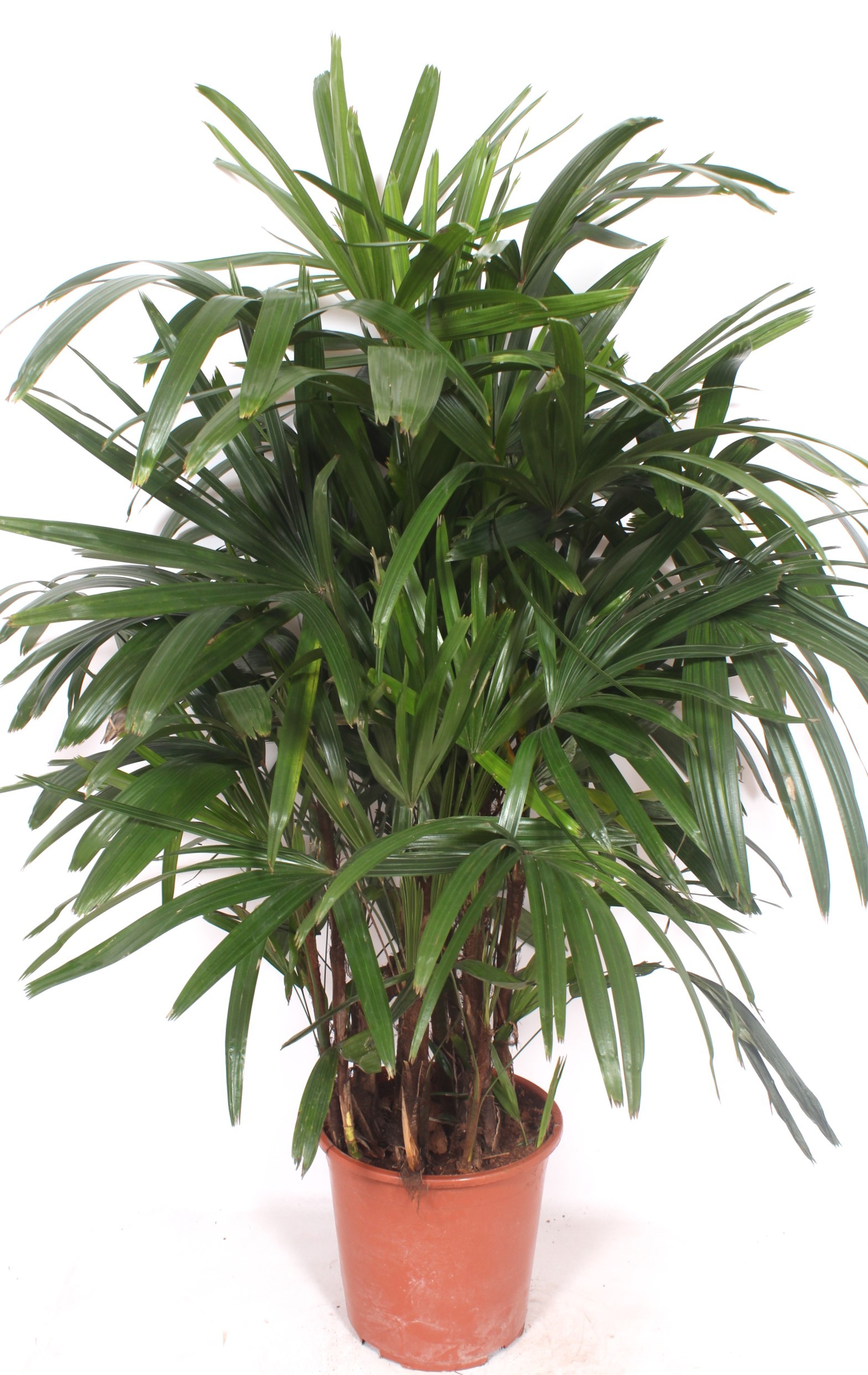 Rhapis excelsa, D 27