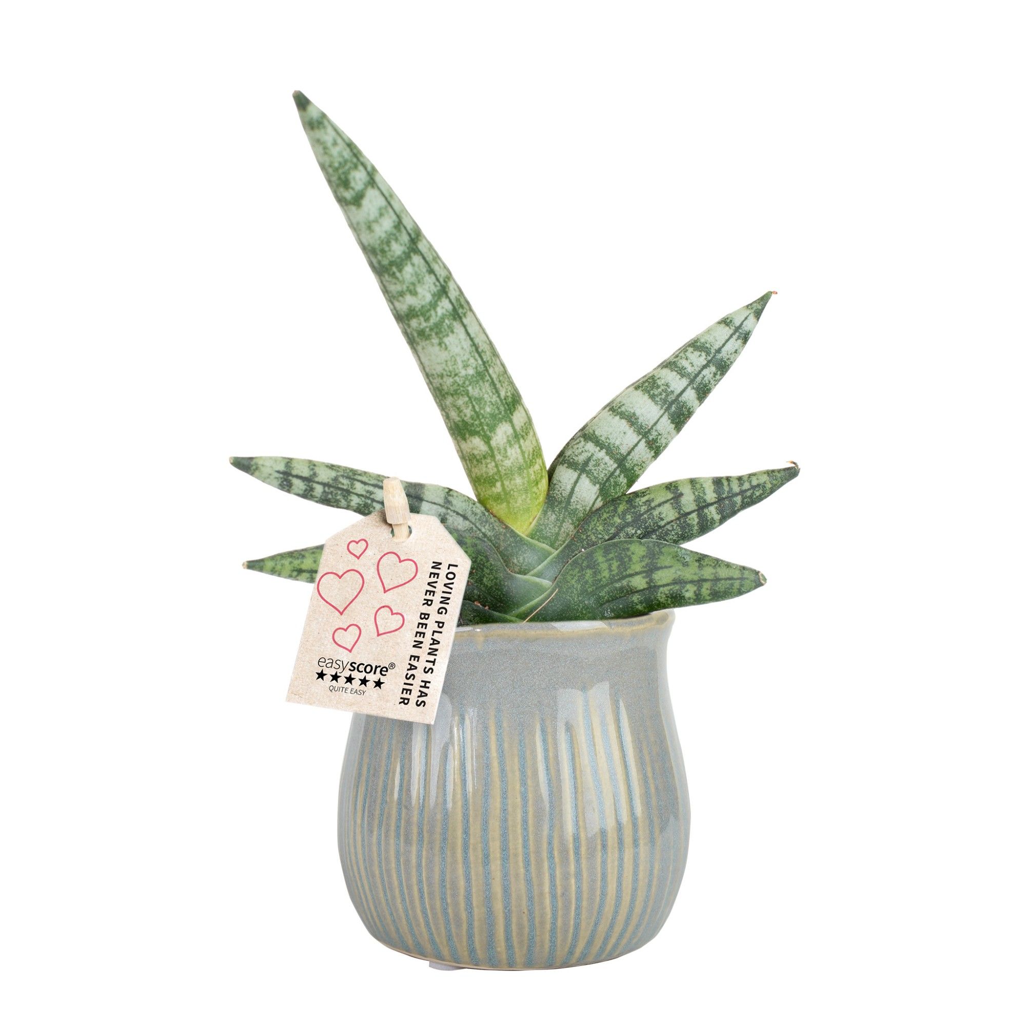 Glazed Creation 6 cm, D 7