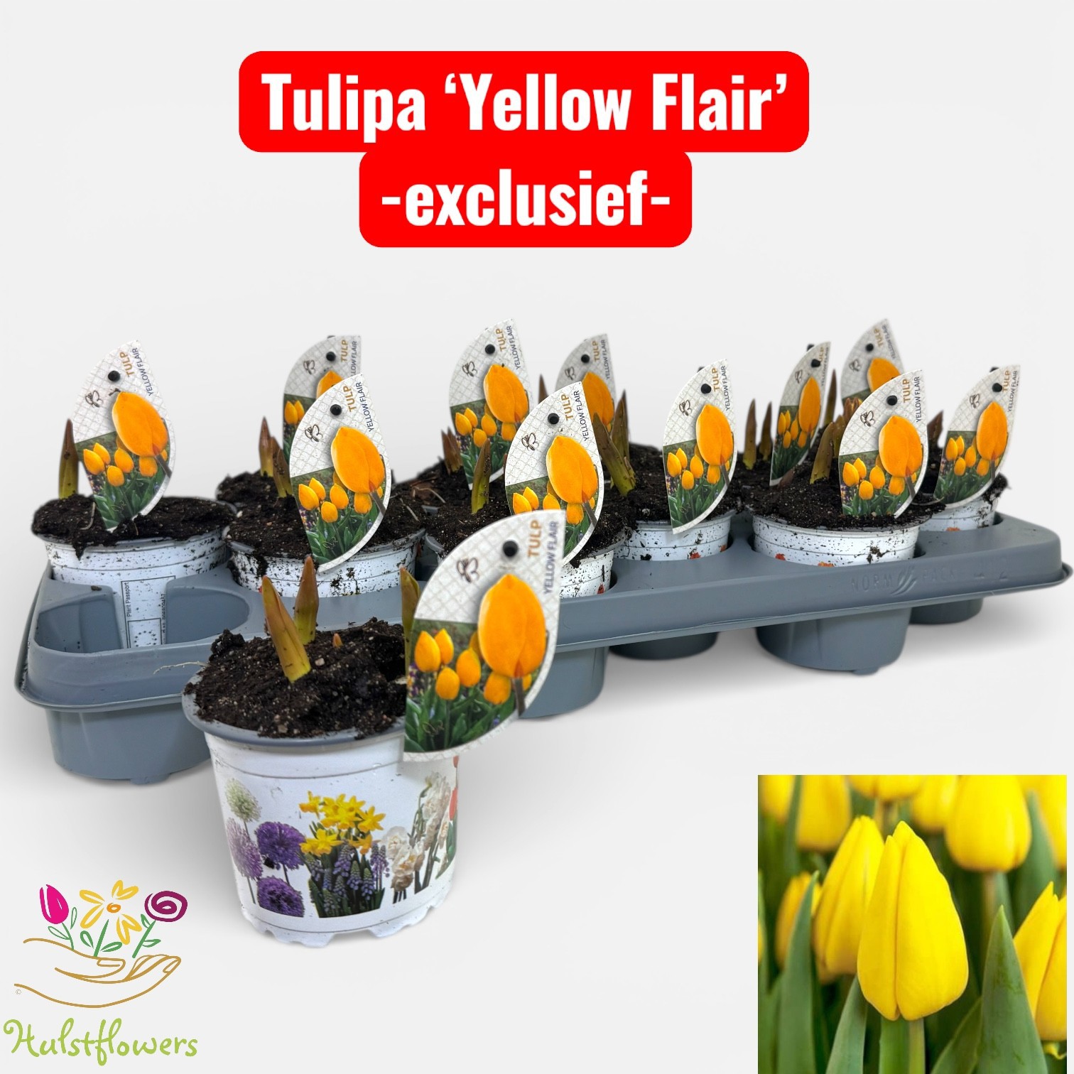 Tulipa Yellow Flair, D 10,5