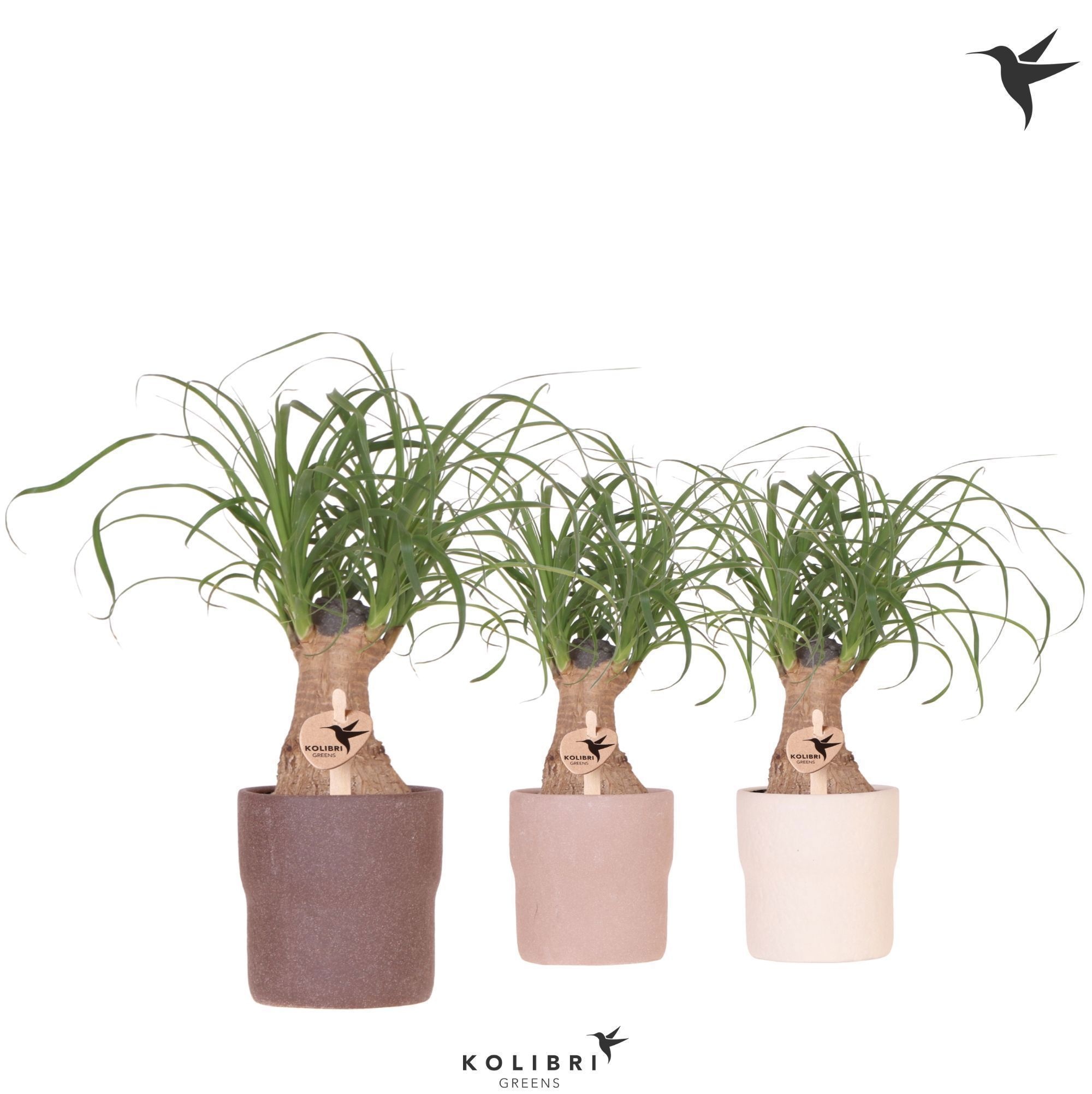 Kolibri Greens Beaucarnea in Rustic pot mix, D 9