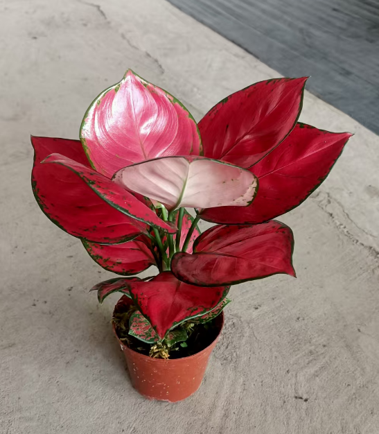 Аглаонема Просперос Ред 10 25