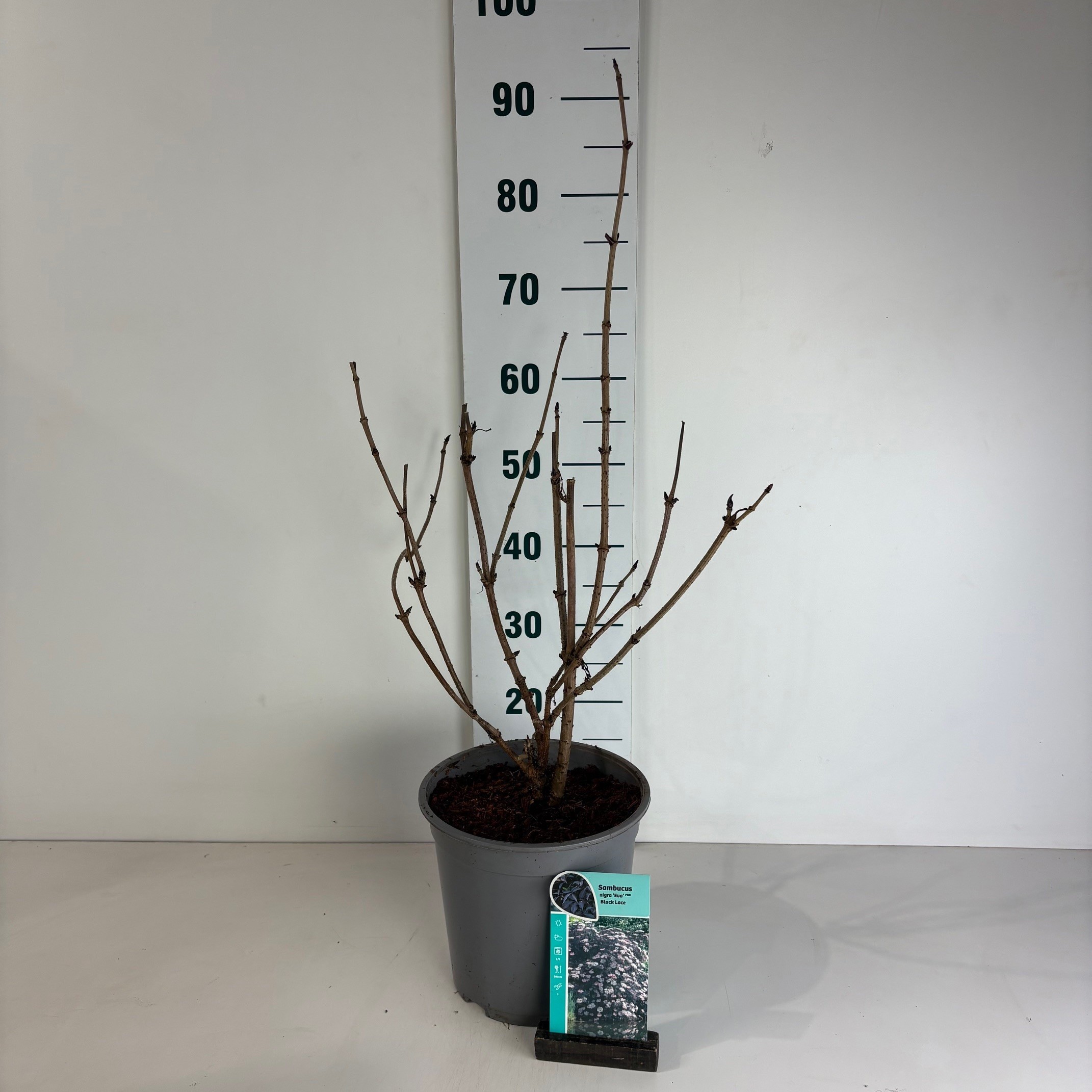 Sambucus nigra Black Lace, D 24