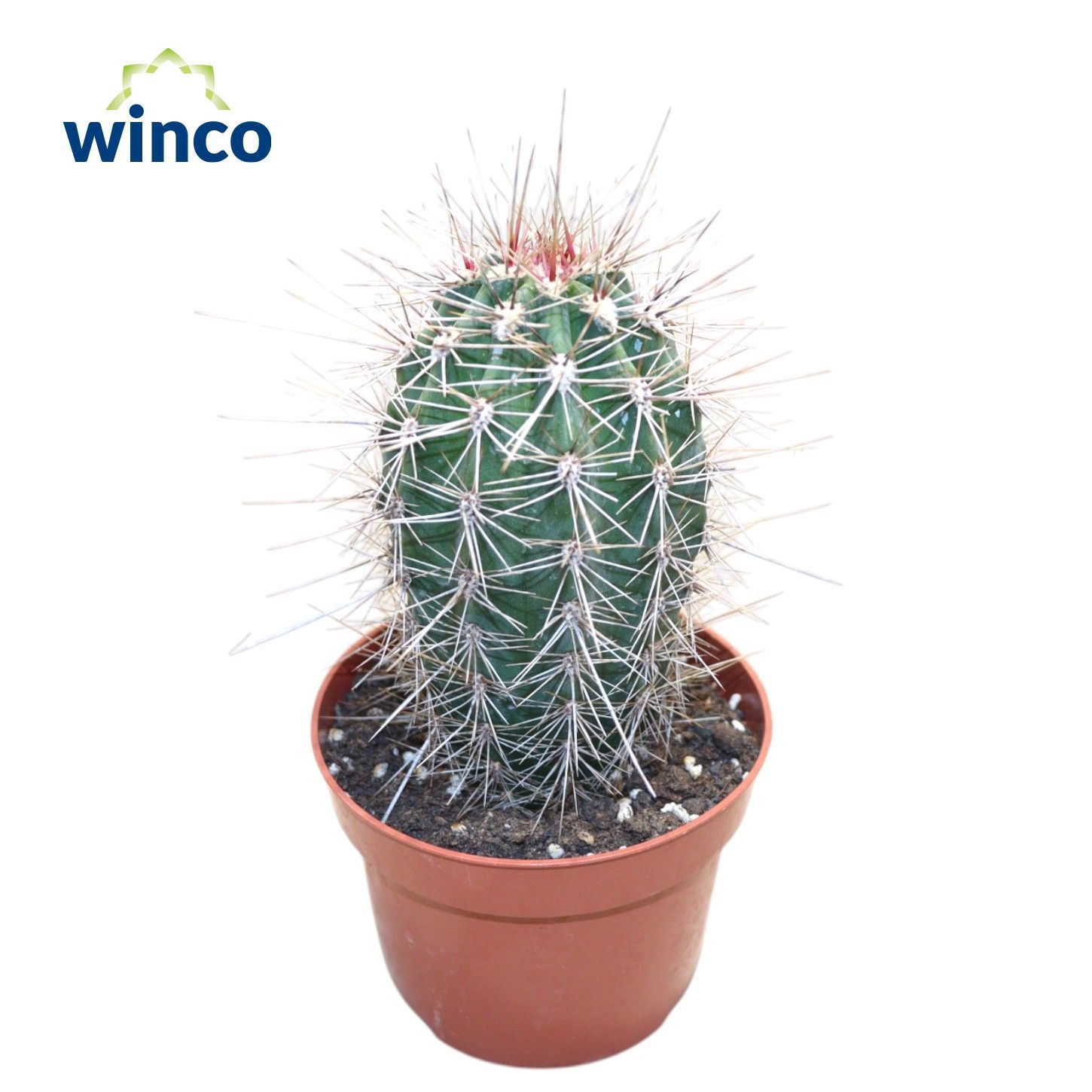 Pachycereus Pringlei, D 10,5