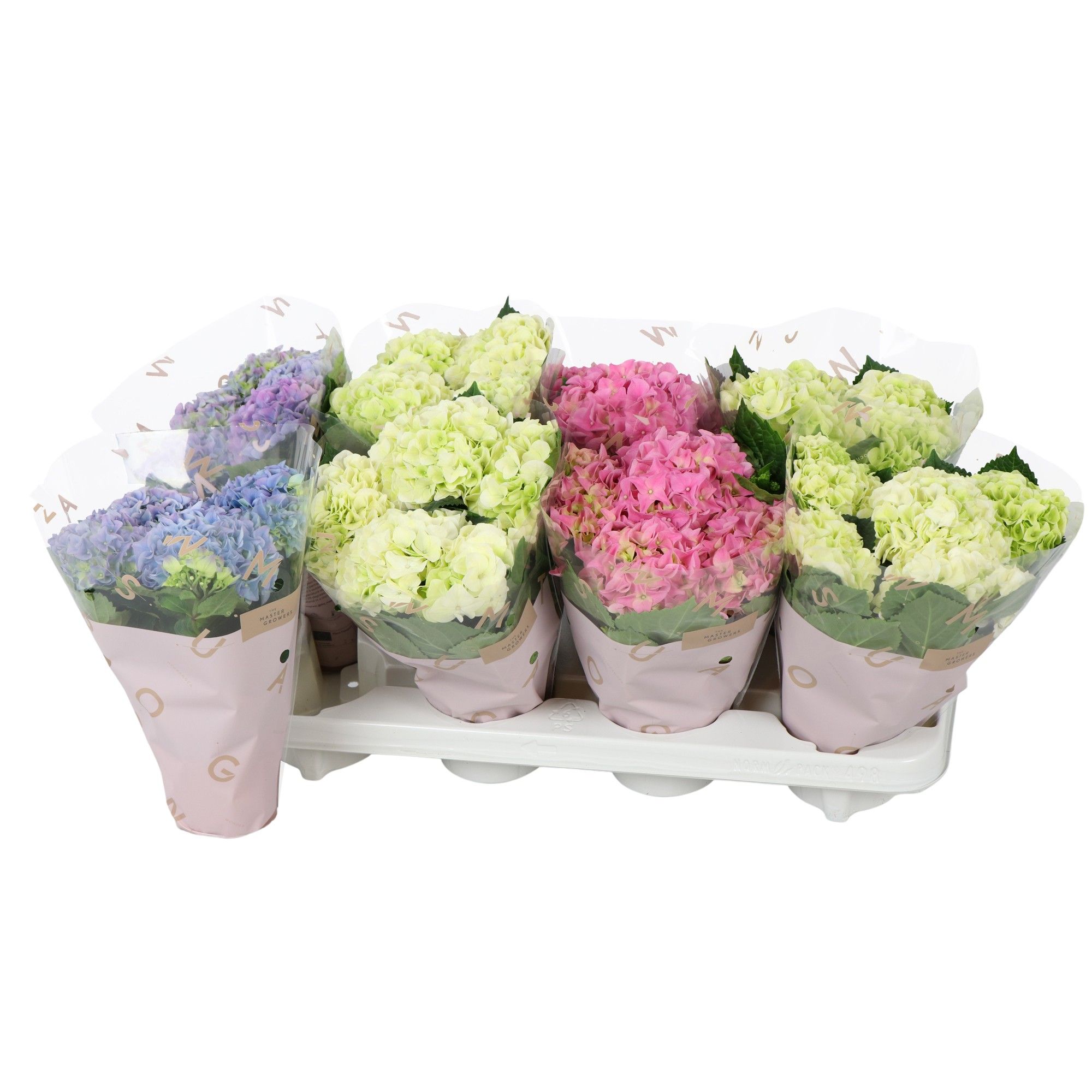 Hydrangea macr. 10cm 3 bloem mix, D 10