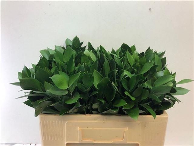 Рускус Израильский 50, шт.