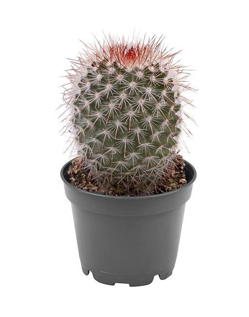 MAMMILLARIA DENSISPINA 'RUESTII', D 6