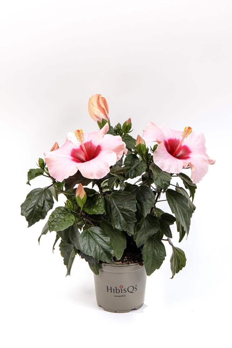 HIBISCUS ROSA SINENSIS 'ADONICUS(N)ROSA' 3-5 takk, D 13