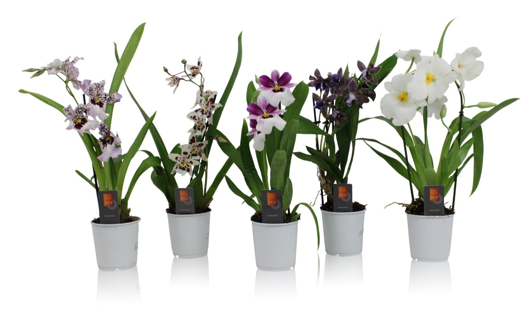 Inca Orchid Purple Pleasure mix 1 spike incl. cascade 9 cm, D 9