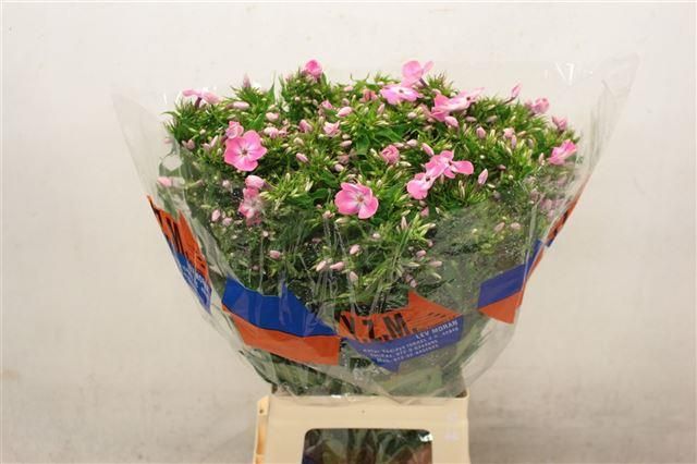 Флокс Сенора 70, шт.