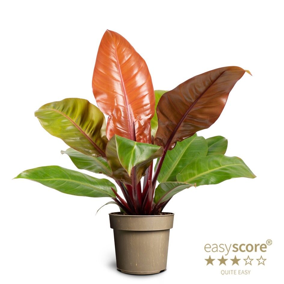 Philodendron ´Prince of Orange´, D 17