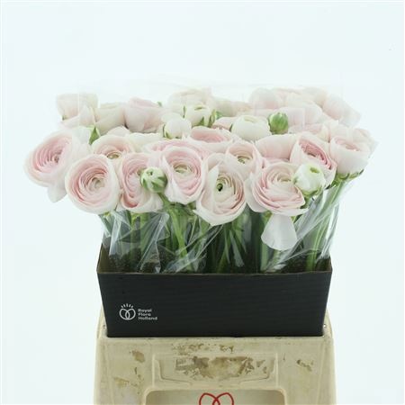 Ранункулус Саксесс Ханой 40, шт.