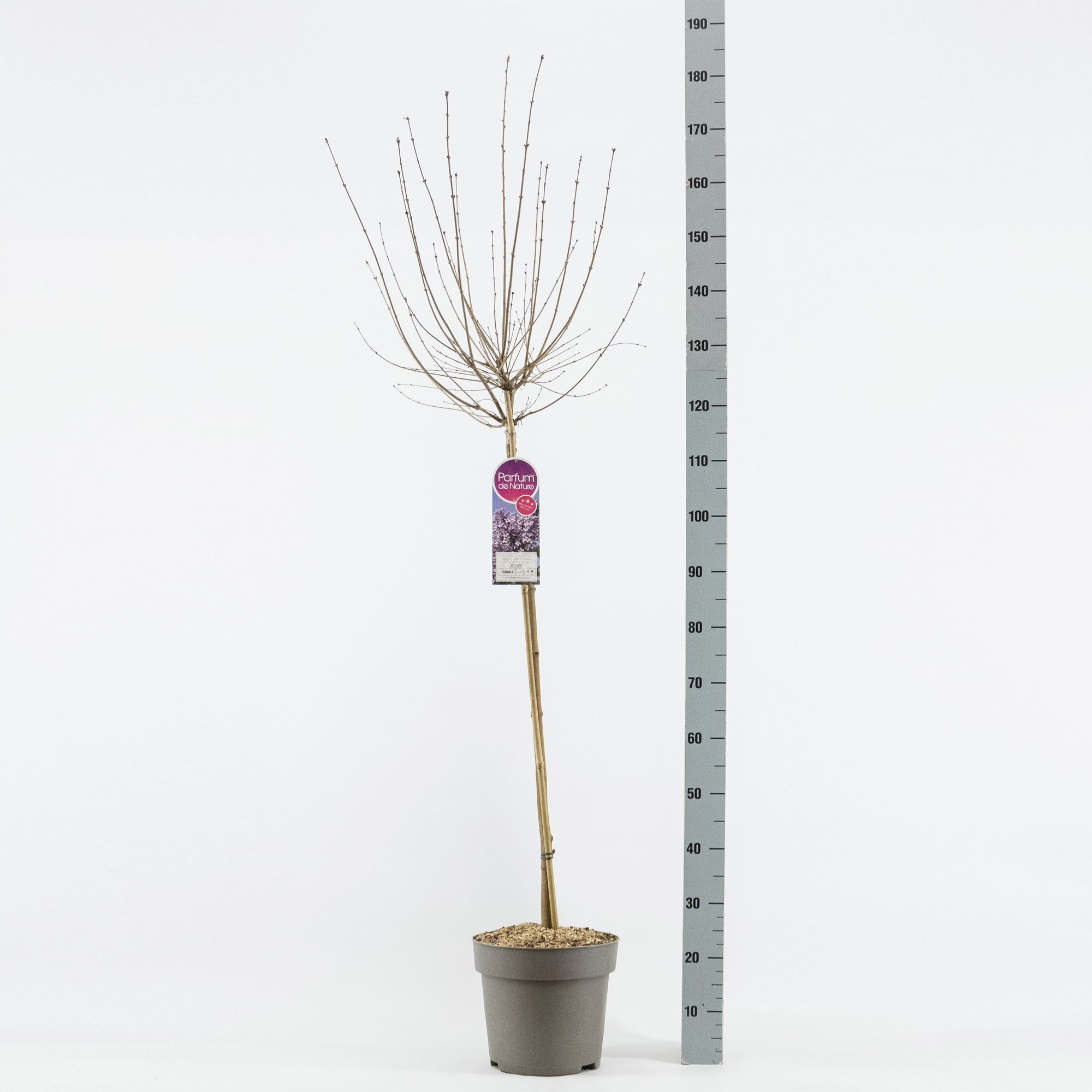 Syringa Josée, stam 90, 2-jarig, C10, D 27 cm Syringa Josée, stam 90, 2-jarig, C10, D 27 cm