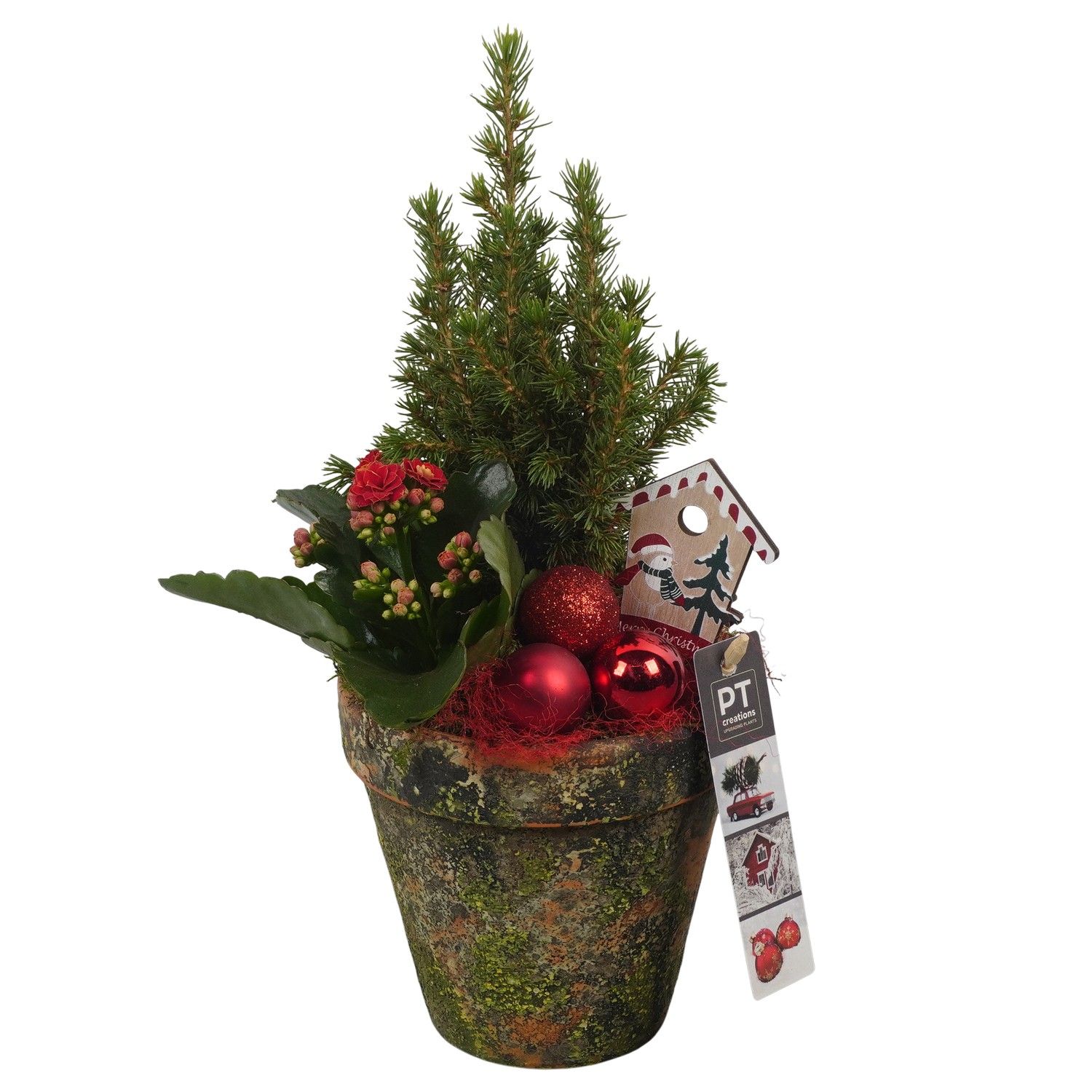 PTCHR7359 Arrangement Christmas Red in terracotta pot, D 13 cm
