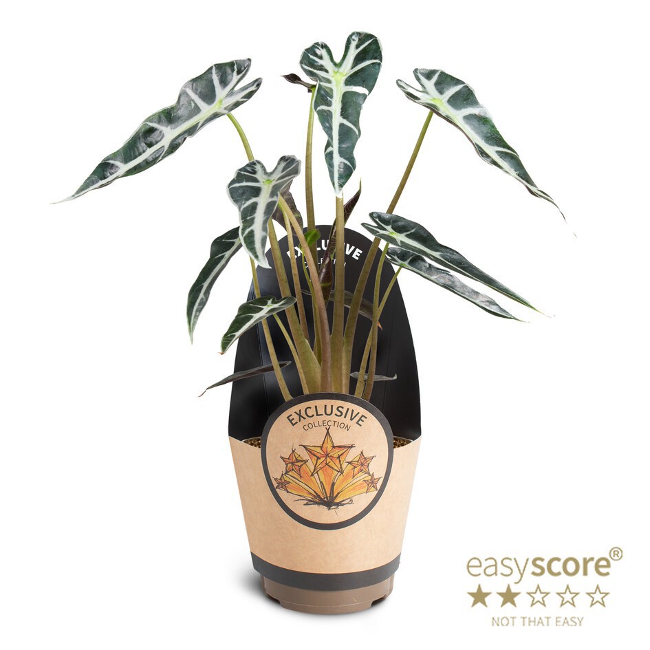 Alocasia Bambino, D 11