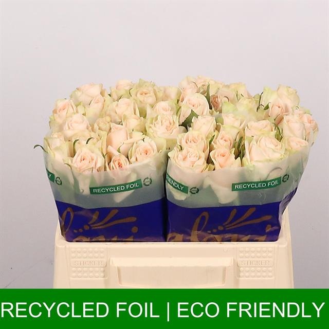 Роза од. Веддин Роуз 35, шт.