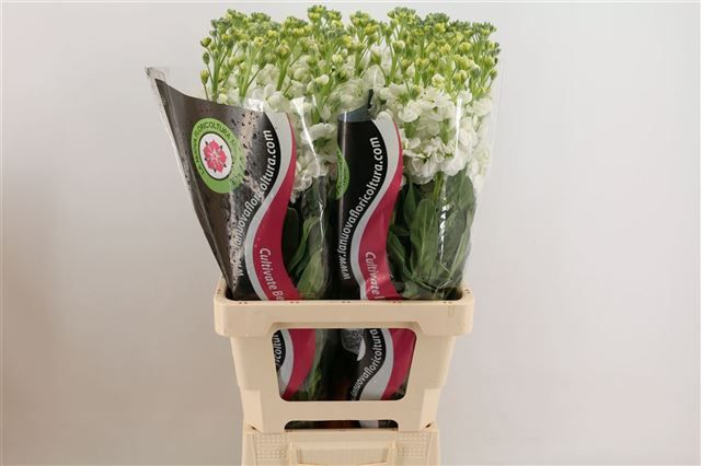 Маттиола од. Айрон Вайт 70, шт.