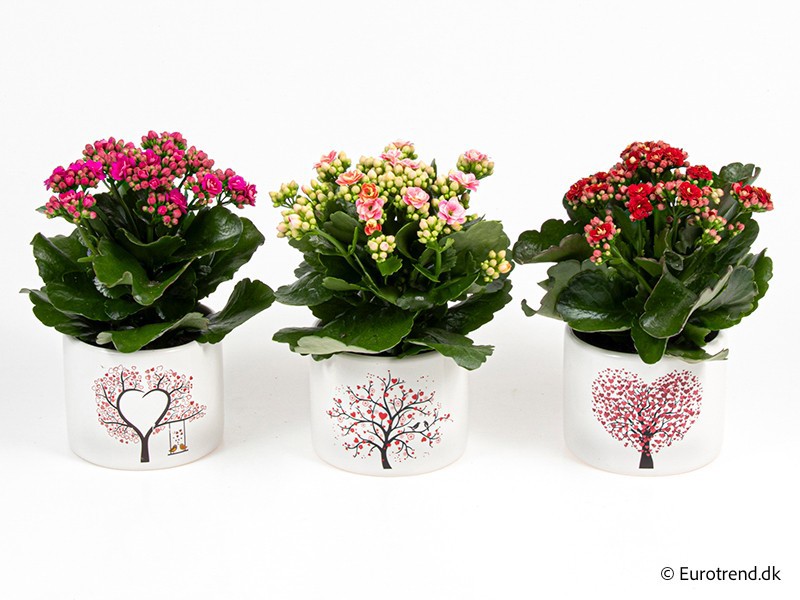 VALENTIJN CERAMIC 2026 KALANCHOE E 3859, D 10